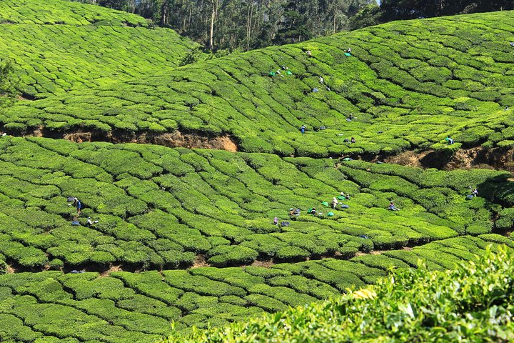 Munnar Tea Plantations 