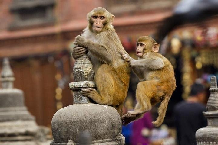 Monkey in Abhaneri