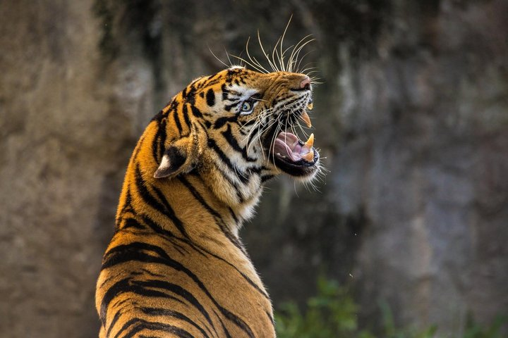 4 Day Golden Triangle With Ranthambore Tiger Safari From Delhi - Photo 1 of 25