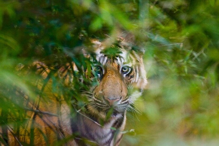 4 Day Golden Triangle With Ranthambore Tiger Safari From Delhi - Photo 1 of 25