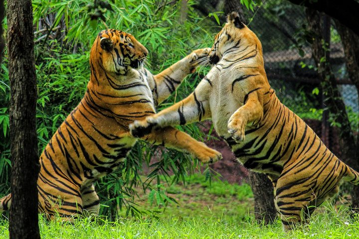 Private One Way Transfer From Pushkar To Ranthambore In AC Vehicle - Photo 1 of 5