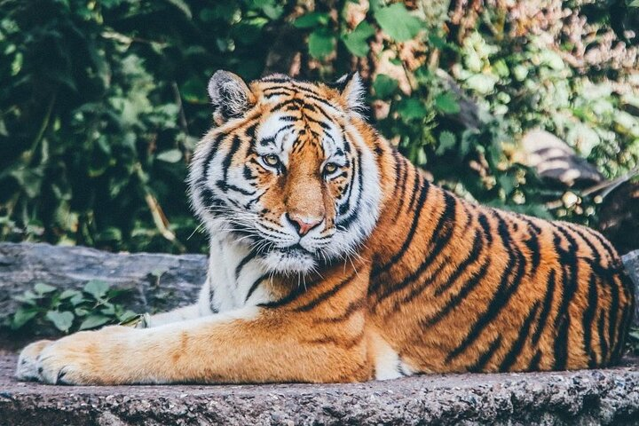 From Delhi: Ranthambore Wildlife Safari Tour with Optional Hotel - Photo 1 of 9