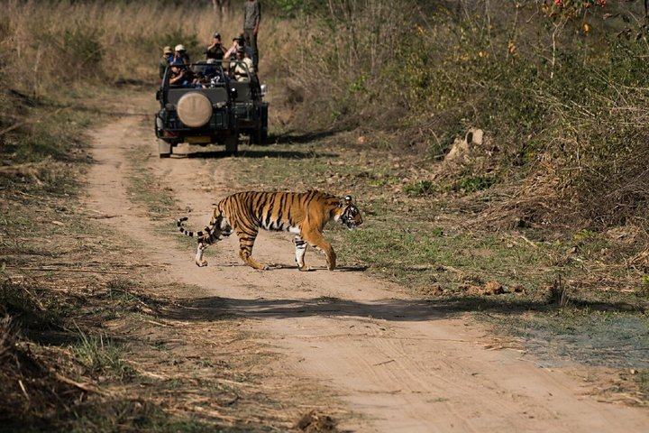 03 Days Private Ranthambore Wildlife Safari Tour From Delhi - Photo 1 of 8