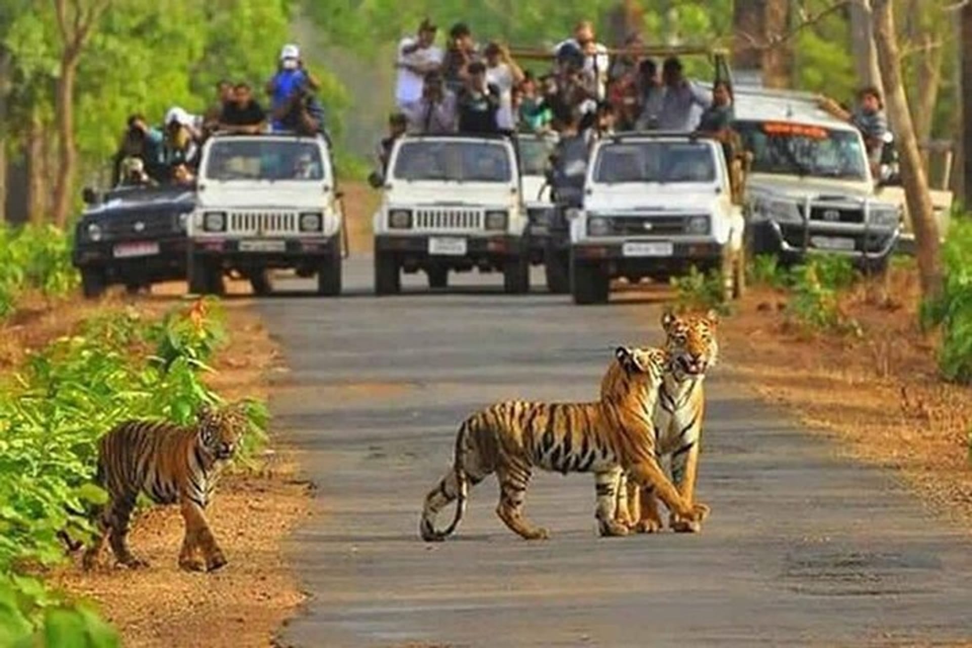 Sariska Buffer Zone Safari Sariska Buffer Zone Safari