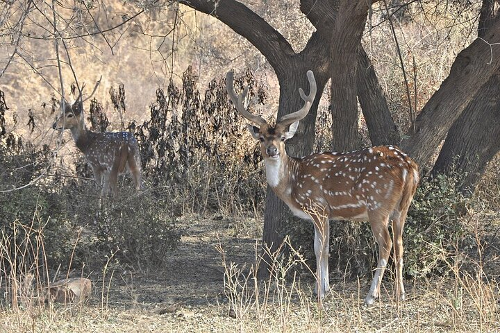 Rajasthan Wildlife Tour With Ranthambore, Bharatpur & Sariska - Photo 1 of 3