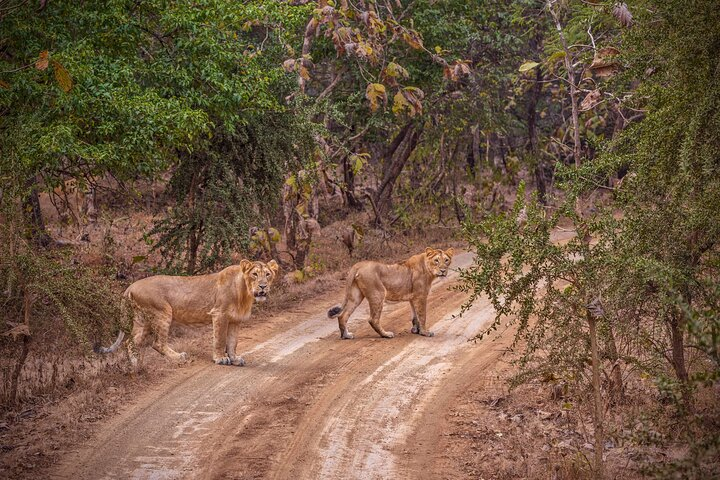 Rajkot to Gir National Park - Photo 1 of 16