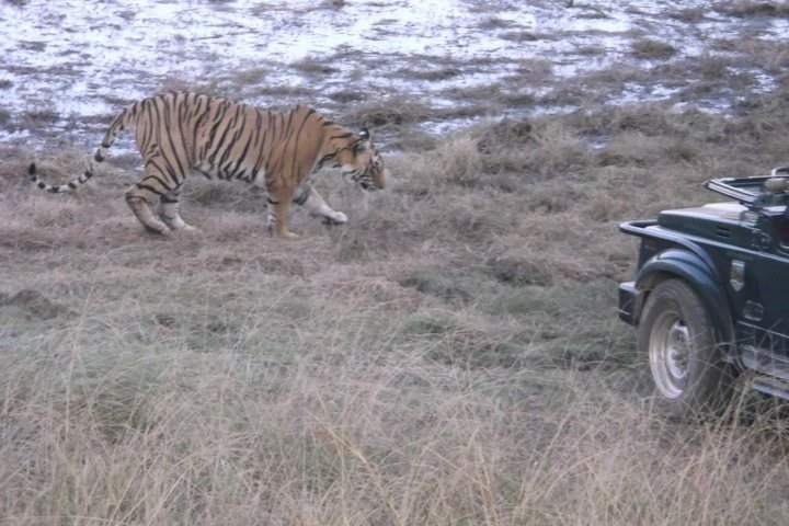 RANTHAMBHORE NATIONAL PARK