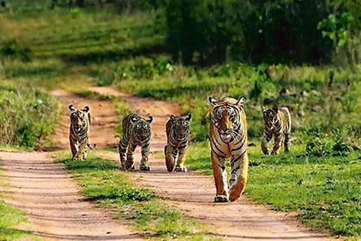 RANTHAMBHORE TOUR BY PRIVATE GYPSY