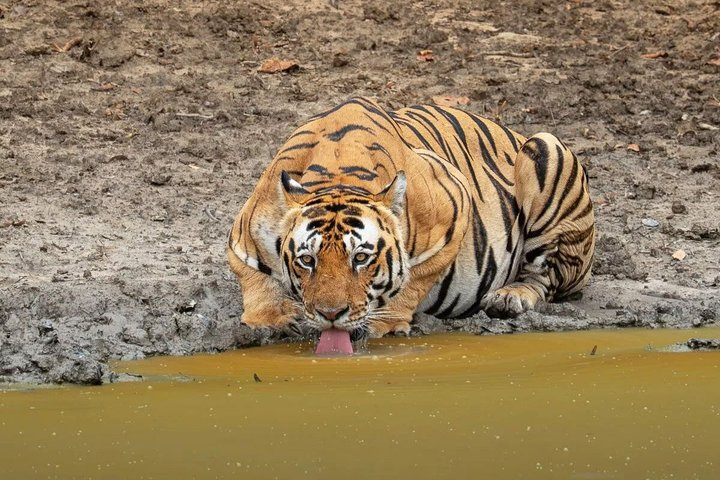 Ranthambore Tiger Safari Day Tour from Jaipur - Photo 1 of 13