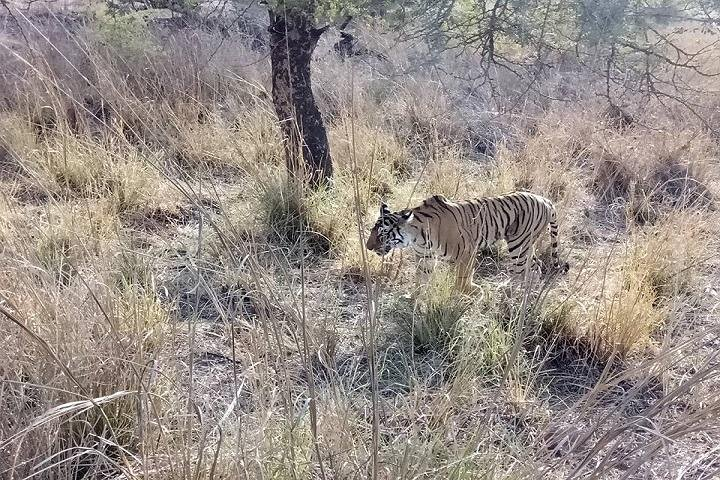RANTHAMBORE NATIONAL PARK (3 Nights /4 Days) - Photo 1 of 6