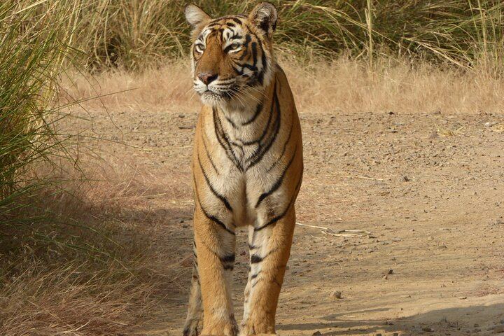 Ranthambore Jeep Safari - Photo 1 of 7