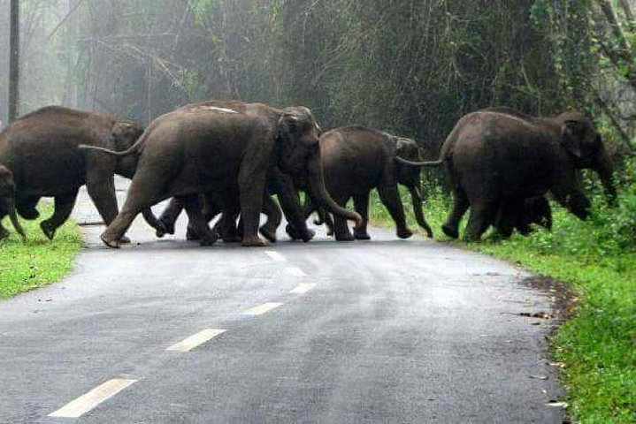 Ranthambore Tour with Kanha and Bandhavgarh  - Photo 1 of 3