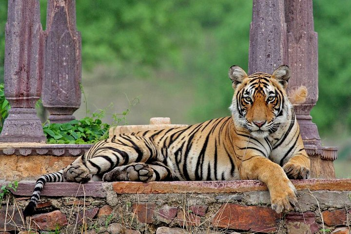 Tiger in Ranthambore