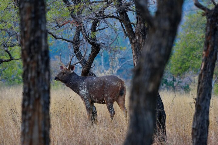 Safari in Bandhavgarh, Kanha, Pench & Tadoba National Parks - Photo 1 of 25