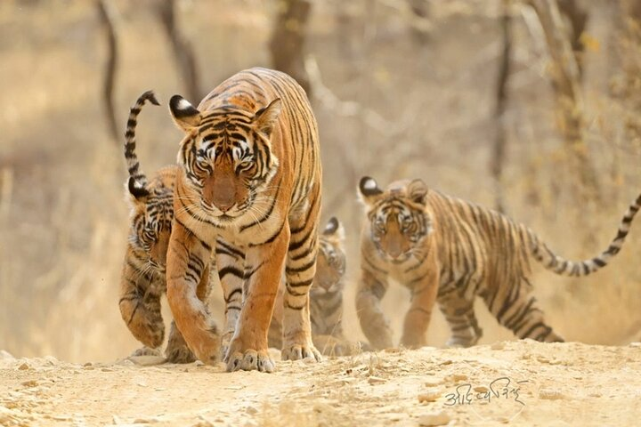 Same Day Ranthambore & Jhalana Leopards Safari From Jaipur - Photo 1 of 11