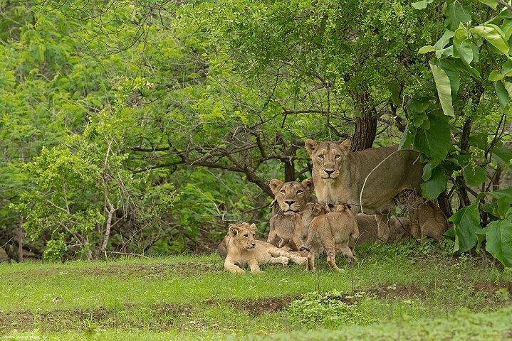 Sasan Gir Skip-the-Line Weekend Tour Package for 1 Night / 2 Days - Photo 1 of 8