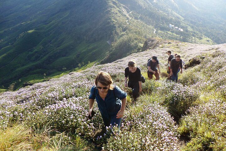 Small-Group Half Day Trekking in Munnar with Breakfast - Photo 1 of 9