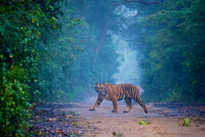 Wild Encounters: Same-Day Safari to Sariska & Jhalana from Delhi - Photo 1 of 7