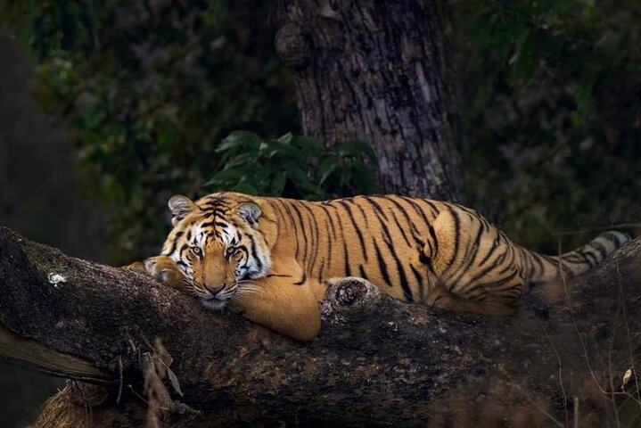Ahmedabad to Jim Corbett: 3-Day Double Safari Wildlife Tour - Photo 1 of 8
