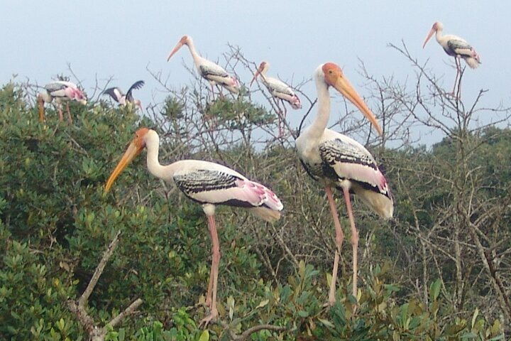 Temples & Mangrove Forest Tour - Photo 1 of 25