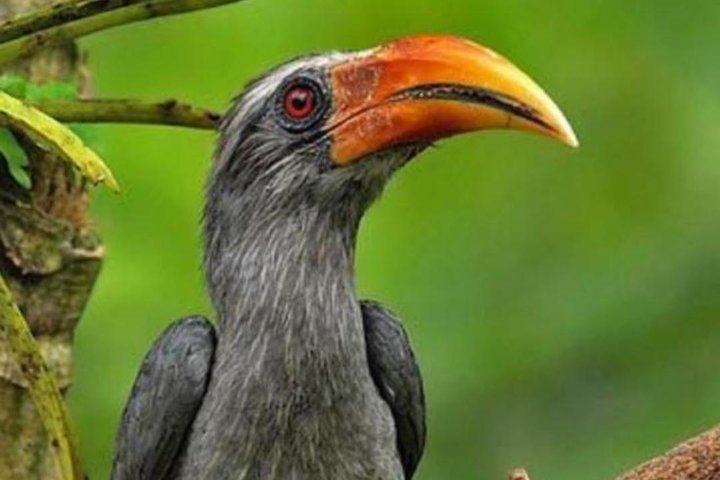 Thattekad Guided Bird Walk. - Photo 1 of 11