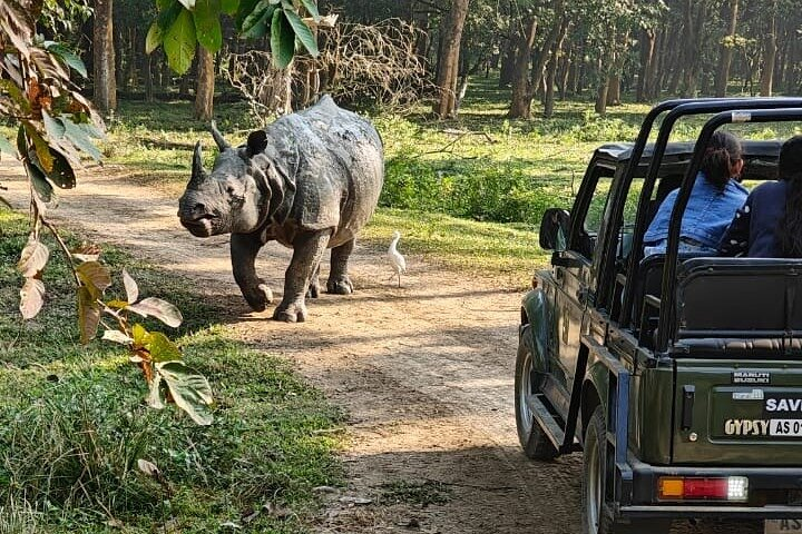 Tour of Pobitora Wildlife Sanctuary from Guwahati with Safari, Lunch and Guide - Photo 1 of 9