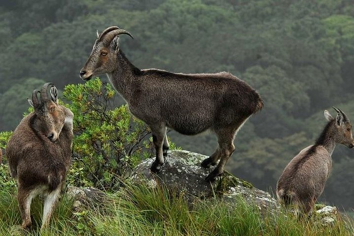 Tuk tuk safari to Eravikulam National park ( By Munnar Info) - Photo 1 of 2