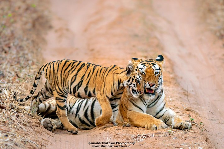 Two Night Tiger Safari Experience at Tadoba National Park &Transfers From Nagpur - Photo 1 of 2