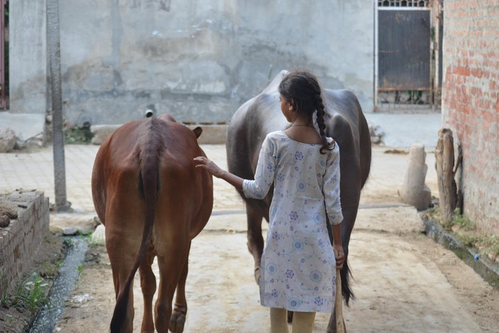 Village Snapshot - Pure and simple - Photo 1 of 6