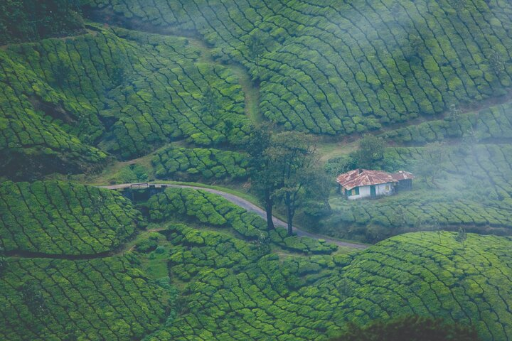 Munnar 1 Day Excursion to Tea Gardens, Free Pick Up and Drop. - Photo 1 of 17