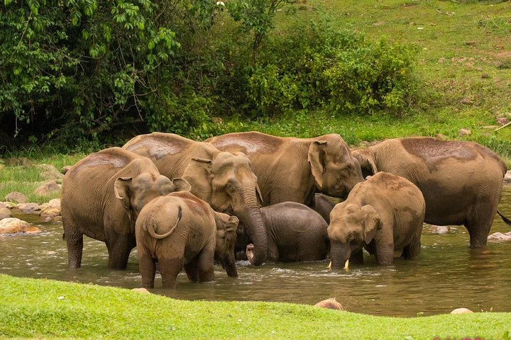 Anakulam Wild Elephant Village life tour ( By Munnar Info) - Photo 1 of 12