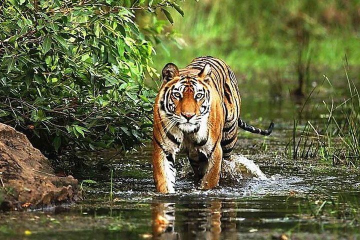 Wildlife and Cultural India Tour - Photo 1 of 19