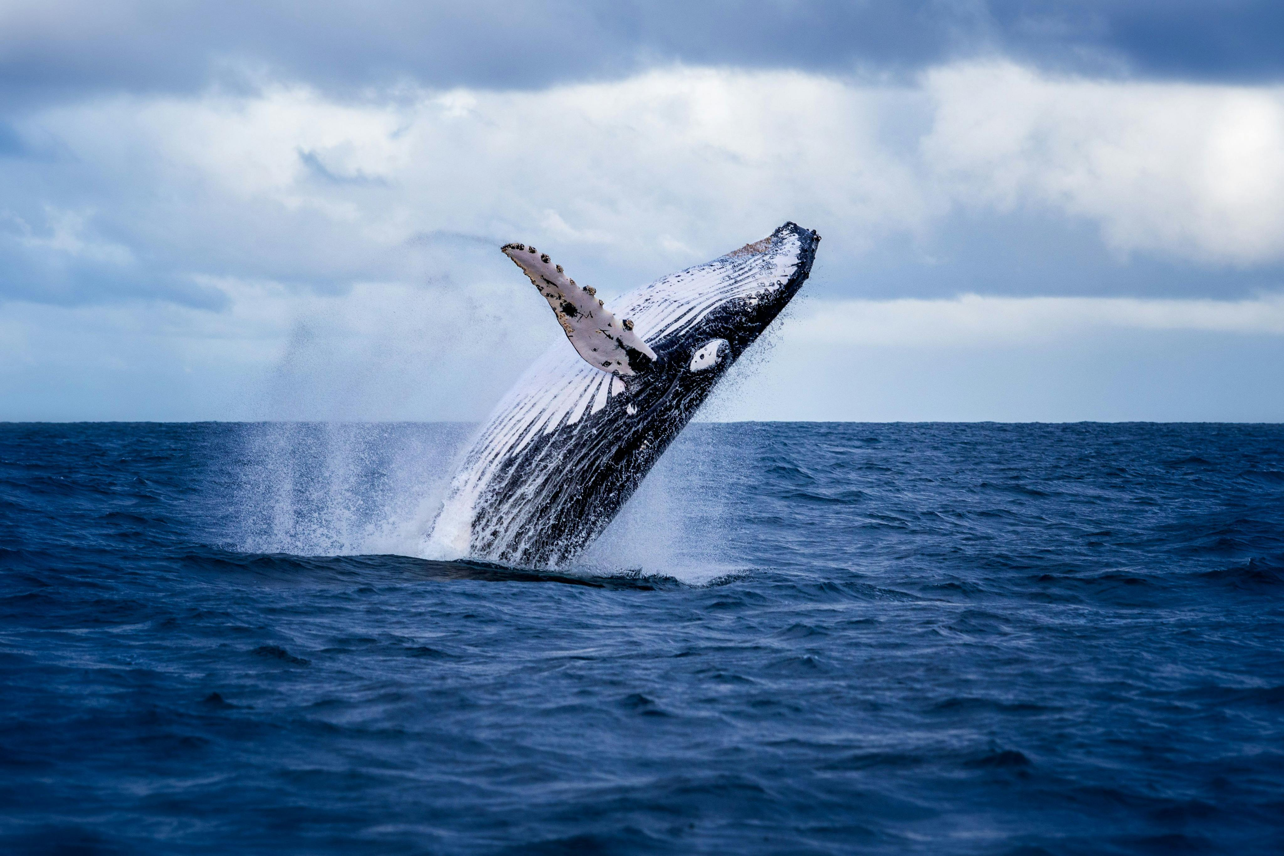 Akureyri: Whale Watching Cruise with Heated Indoor Seating - Photo 1 of 4