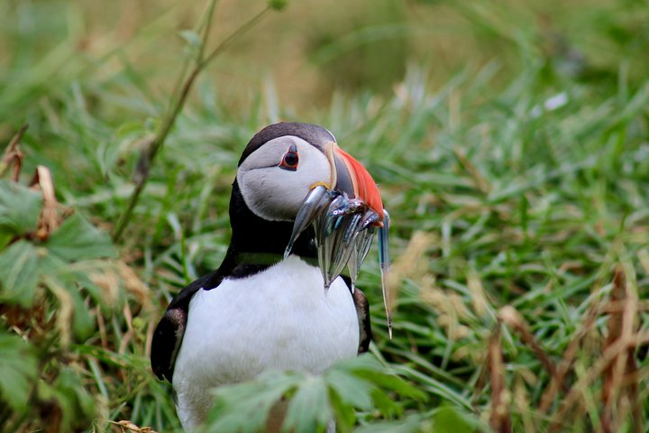 Classic Puffin Watching Cruise from Downtown Reykjavík - Photo 1 of 9