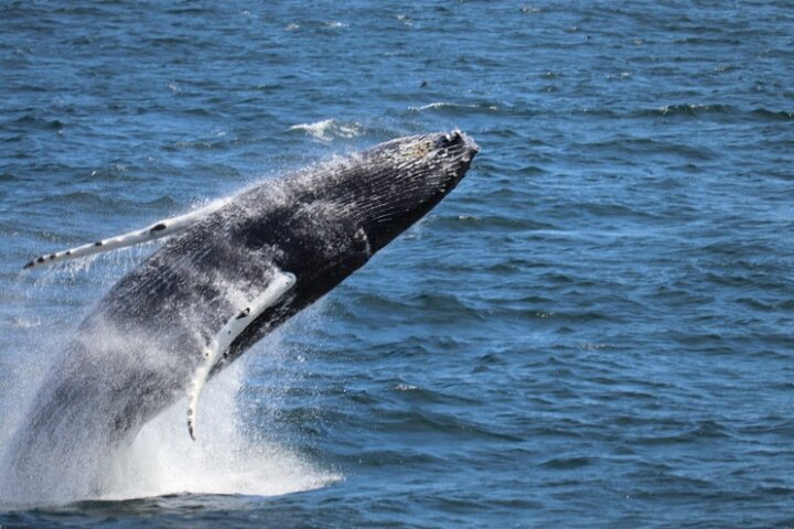 A humpback whale bursts from the ocean in a powerful display — experience this breathtaking moment on a Reykjavík whale watching tour!