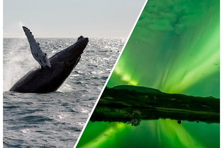Whale Watching and Northern Lights Half-Day Combo Tour - Photo 1 of 9