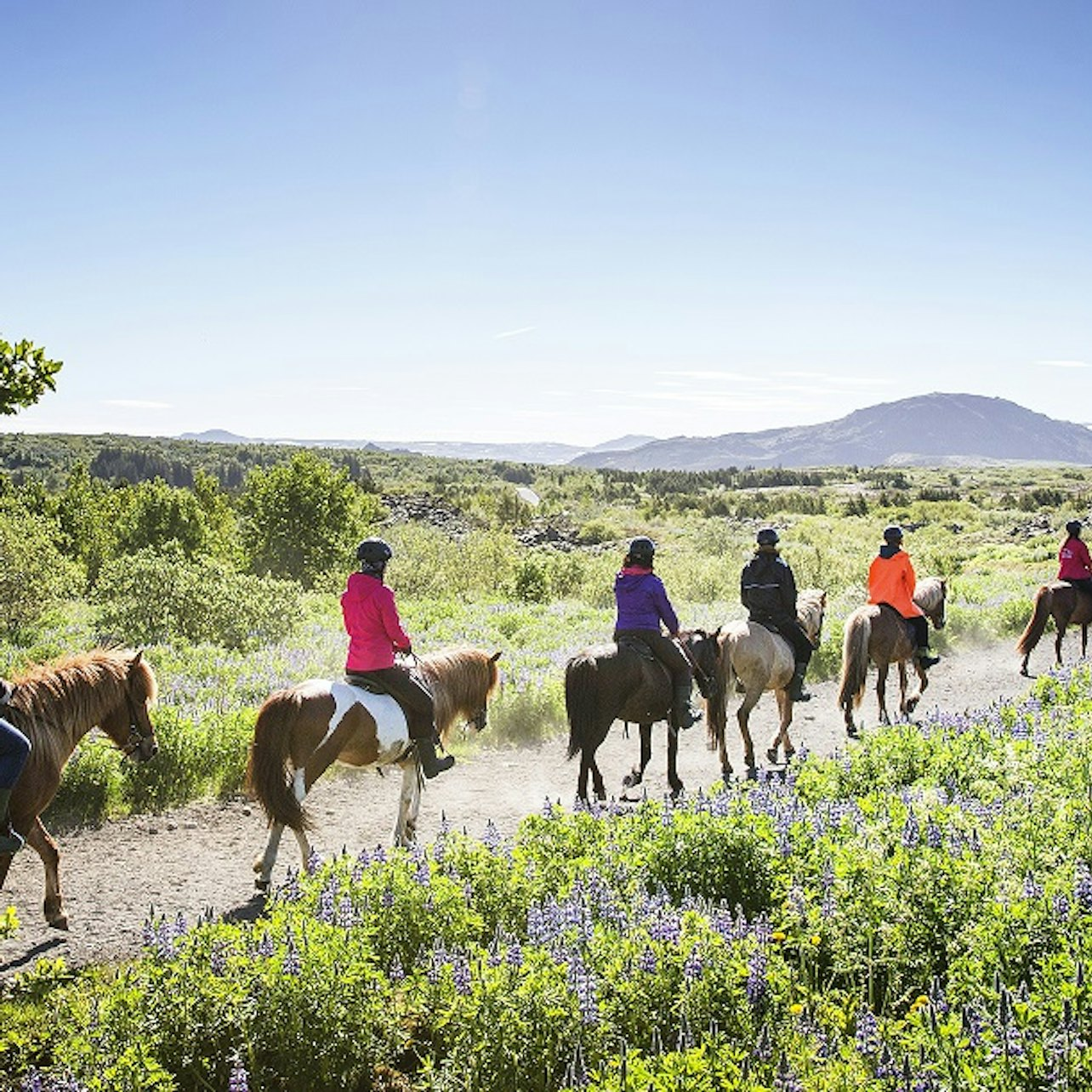 Horseback Riding with Icelandic Horses through the Lava Fields of Hafnarfjörður - Photo 1 of 5