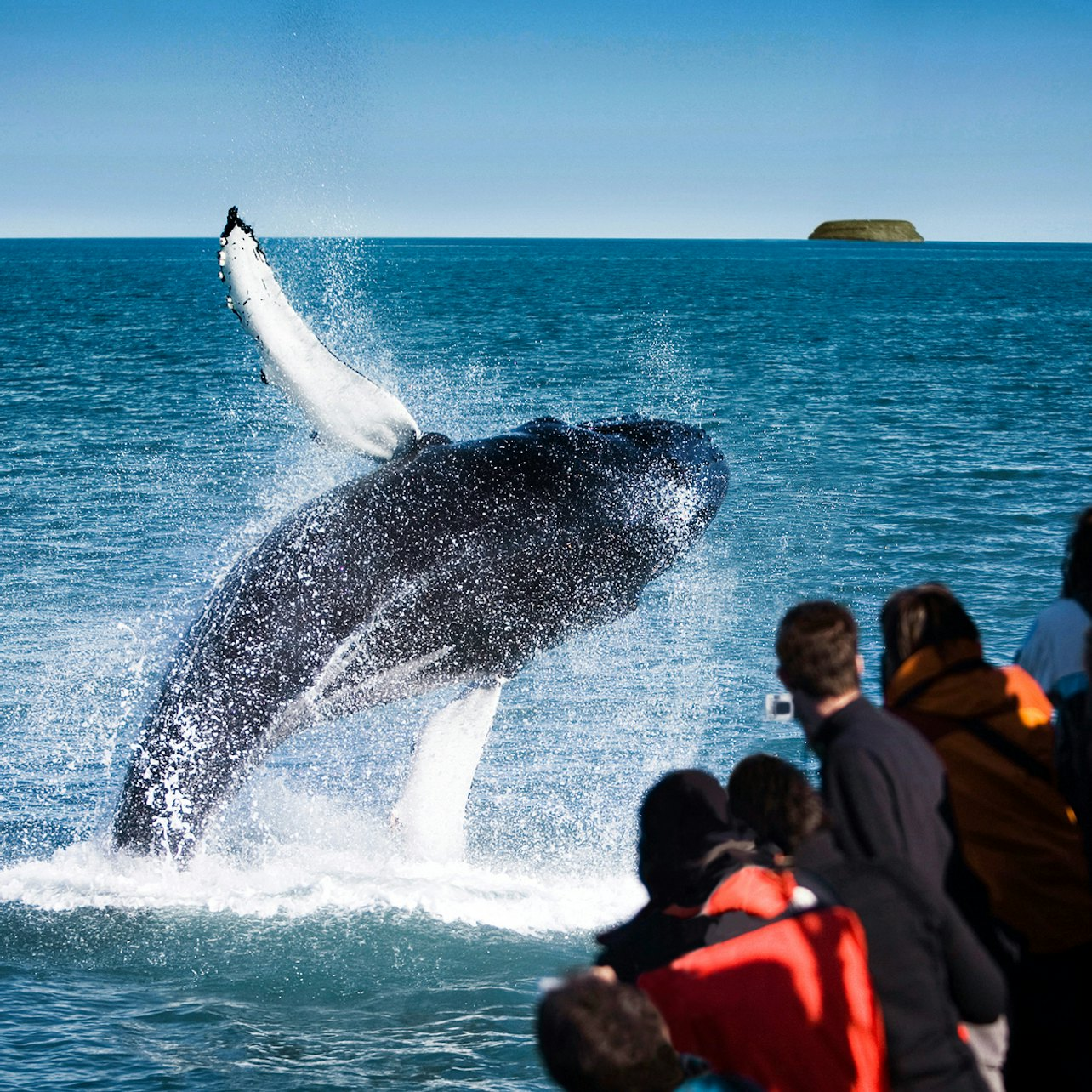 Husavík: Whale & Puffins Watching Tour + Snack - Photo 1 of 7
