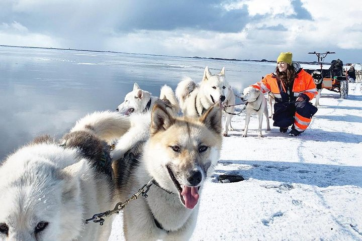 Experience the excitement of husky sledding through stunning Icelandic landscapes where friendly dogs lead the way across snow or dry land creating unforgettable memories.