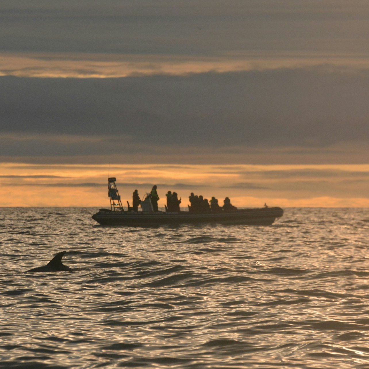 Iceland: Premium Evening Whale Tour from Reykjavík - Photo 1 of 8