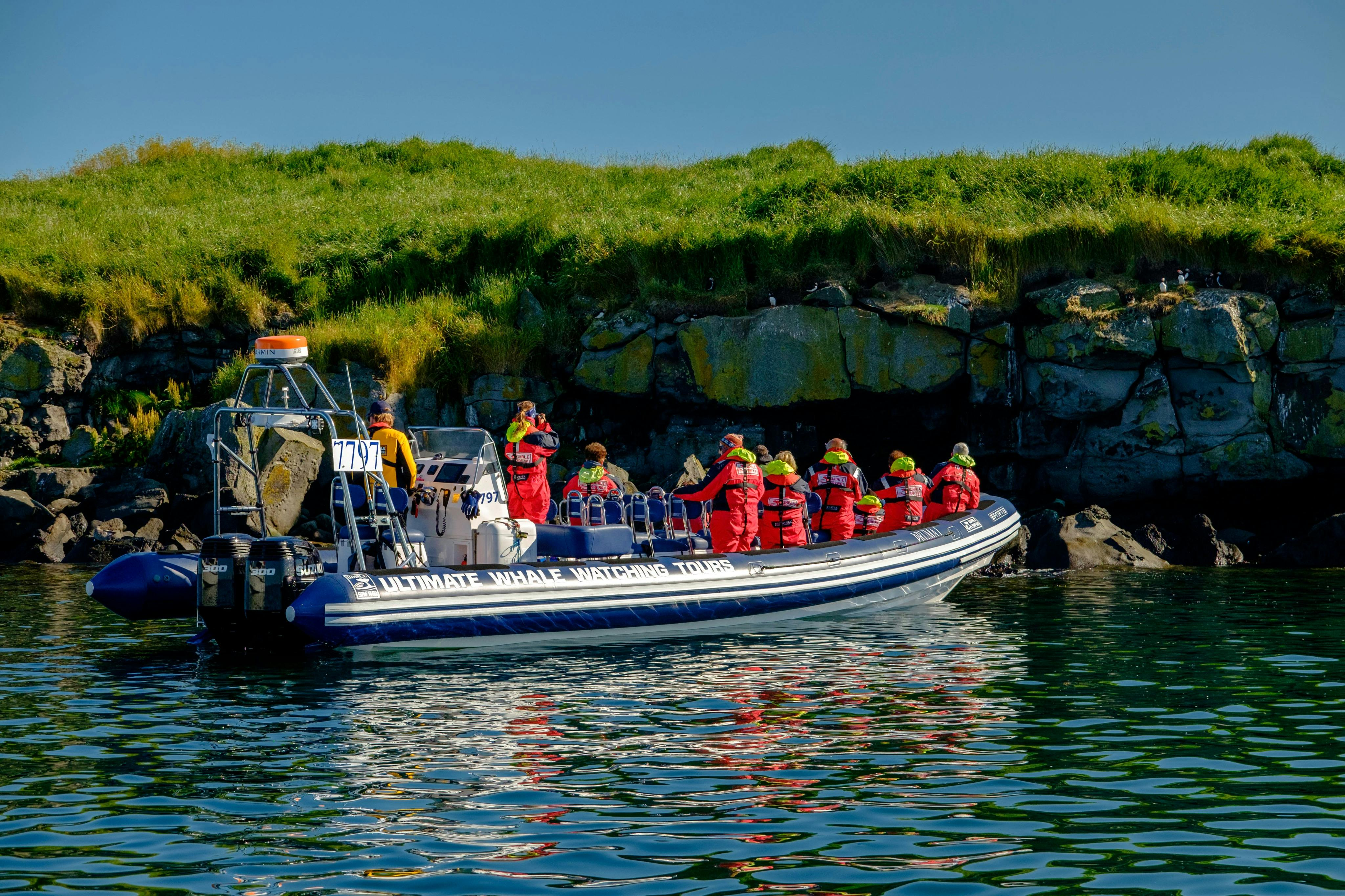 Iceland: Premium Puffin Tour From Reykjavík - Photo 1 of 6