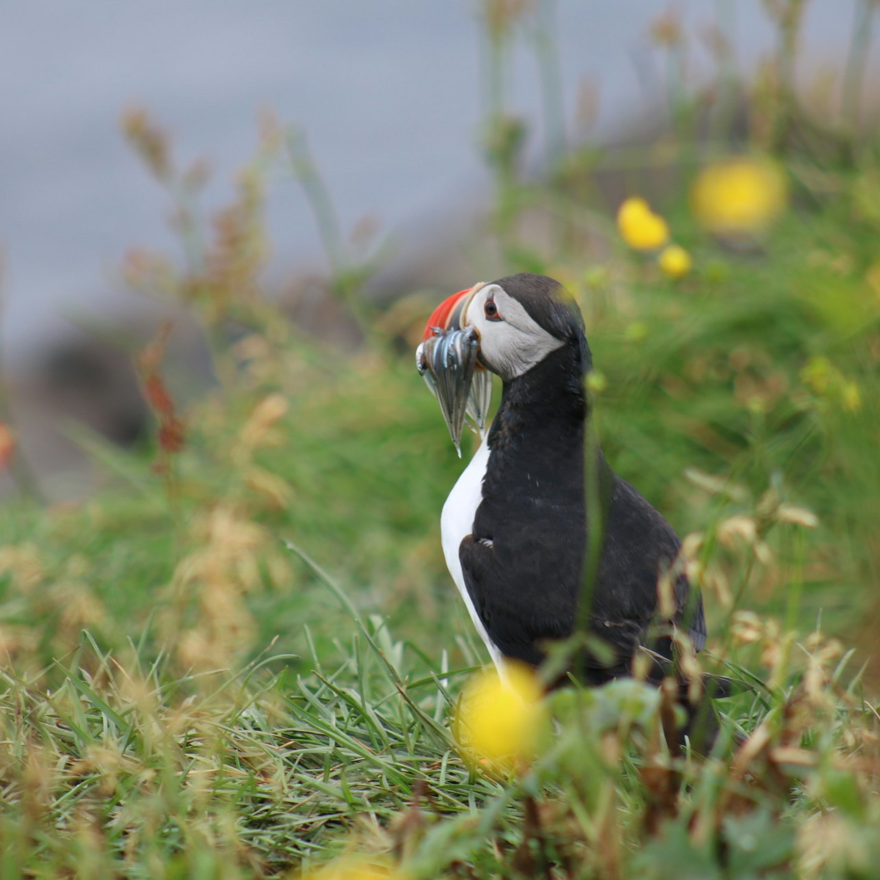 Iceland: Puffin Watching Tour from Reykjavik - Photo 1 of 5