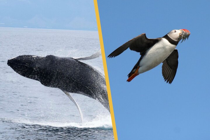 Iceland Super Saver: Puffin Cruise plus Whale-Watching Tour from Reykjavik - Photo 1 of 15