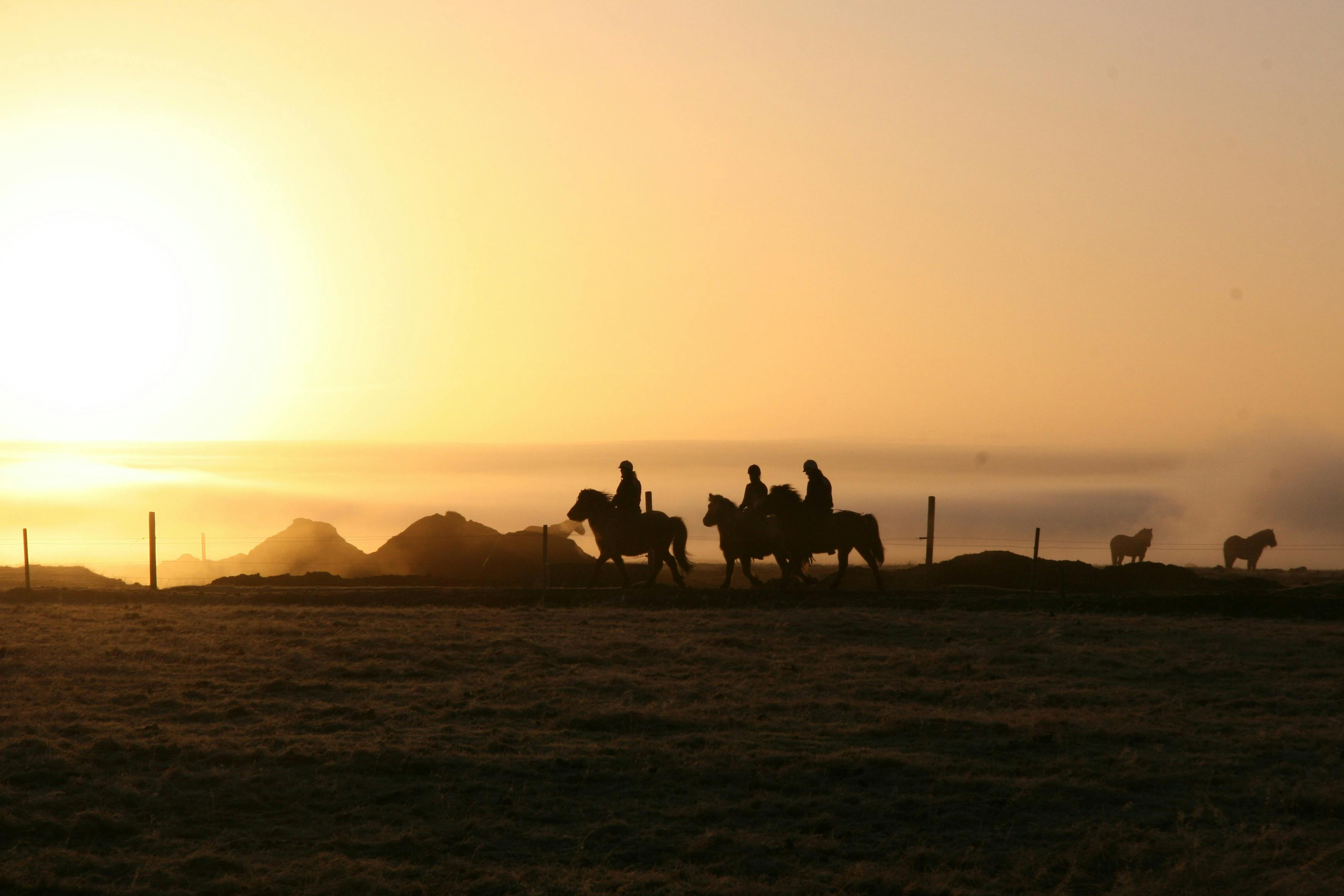 Iceland: Horseback Riding - Siggi Tour - Photo 1 of 3