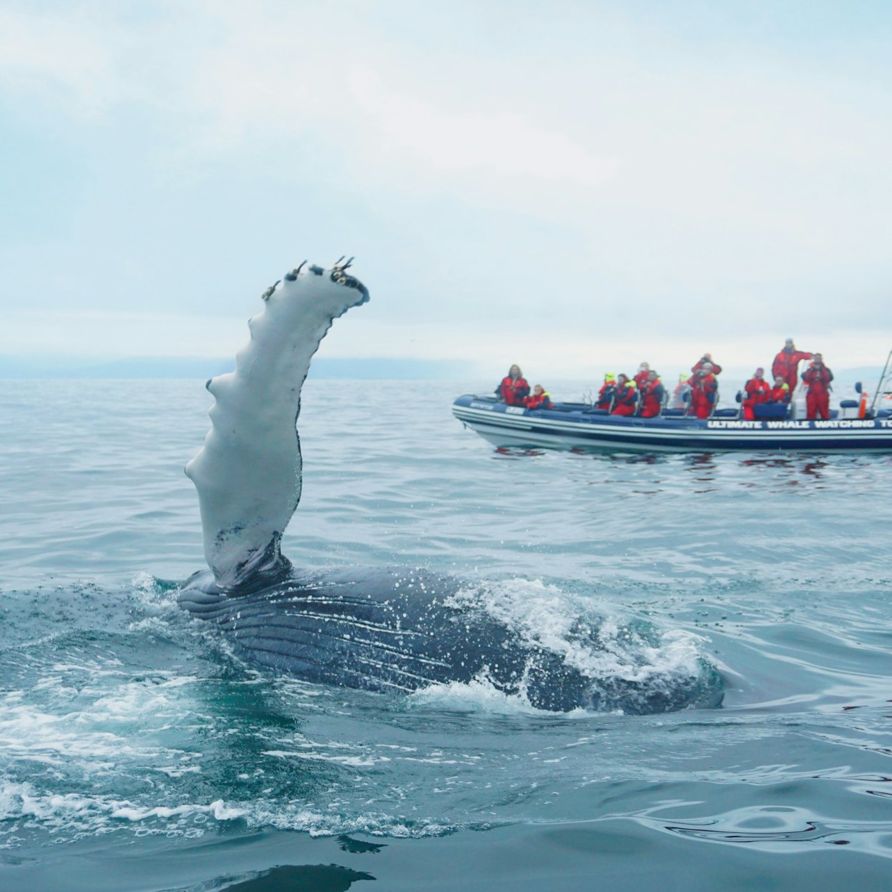 Whale Watching: Tour with Puffins Watching from Reykjavik - Photo 1 of 6