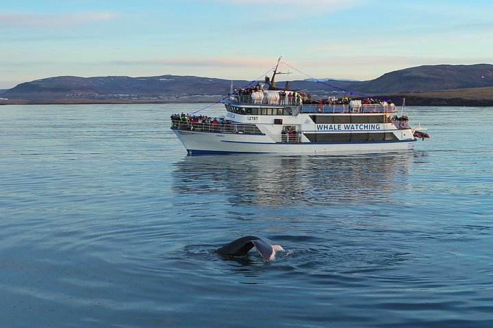 Icelandic Horse Riding and Whale Watching Tour from Reykjavik - Photo 1 of 15