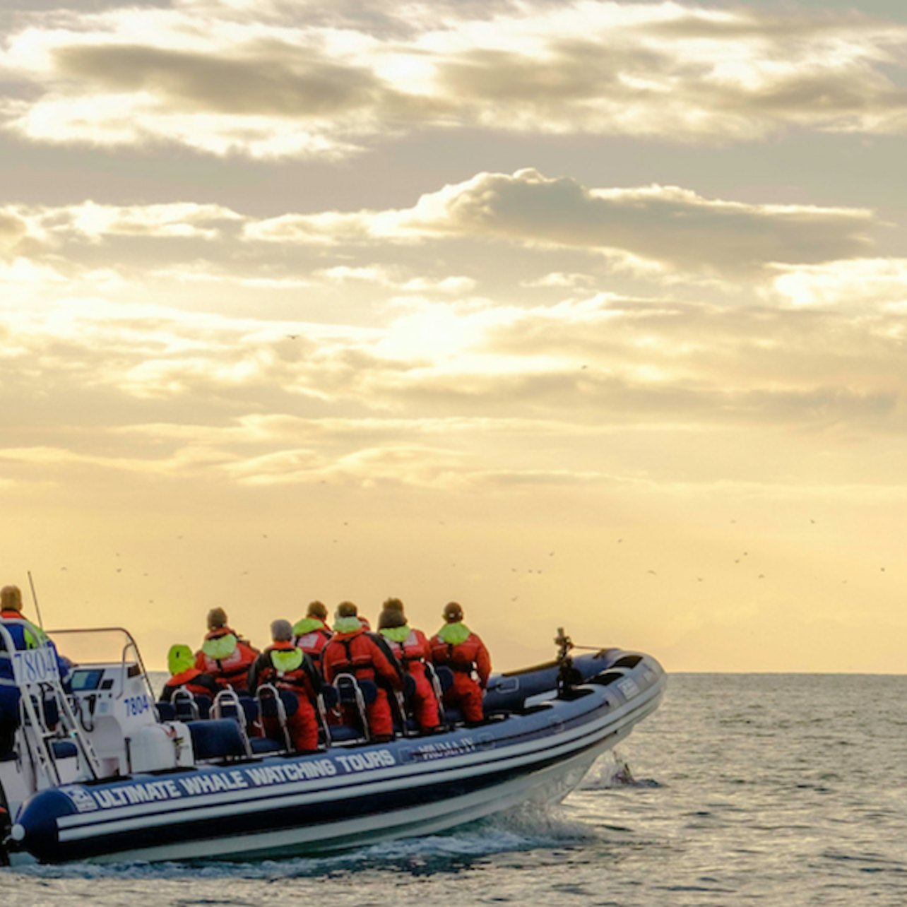 Akureyri: Midnight Sun Whale-Watching RIB Cruise - Photo 1 of 6