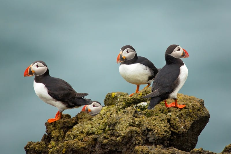 Reykjavík: Guided Puffin Watching Boat Tour - Photo 1 of 7