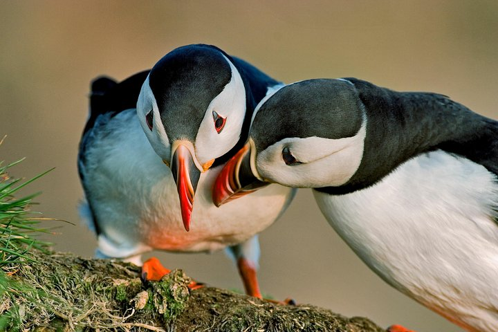 Puffin Cruise with Expert Tour Guide from Reykjavik - Photo 1 of 10