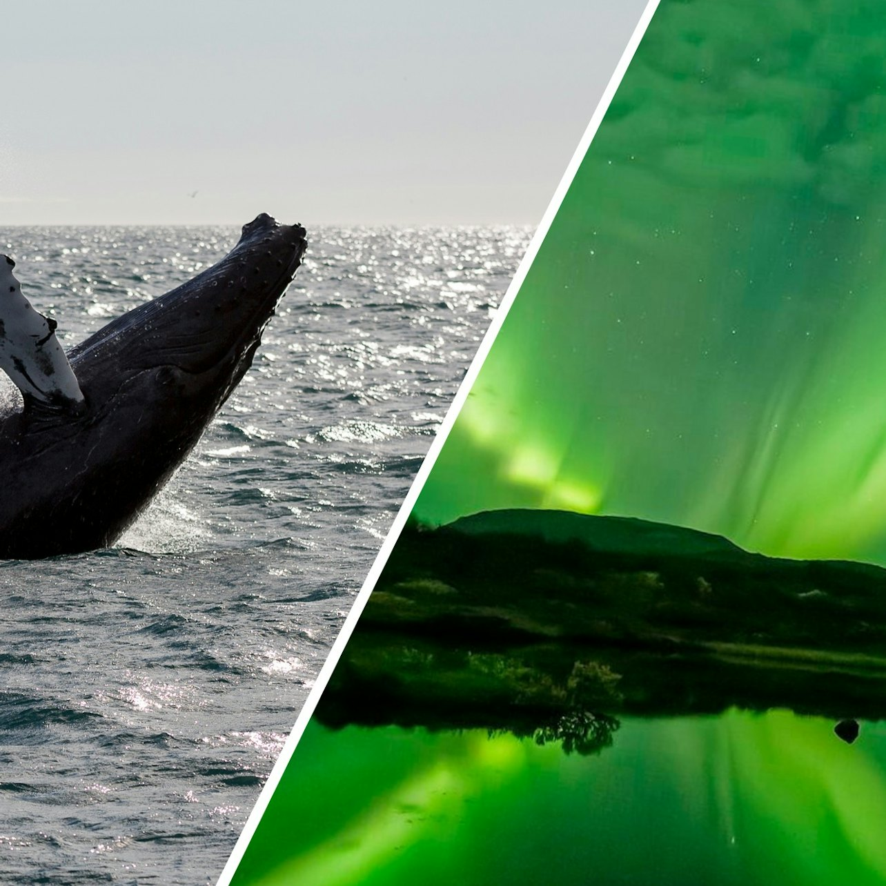 Reykjavik: Whale Watching & Northern Lights Combo Cruise - Photo 1 of 7